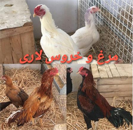 پرندگان زینتی12