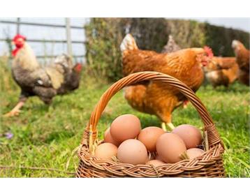 پرورش مرغ بومی تخمگذار در منزل و باغ